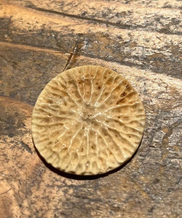 Фосил от кит – Cetacean epiphysis („whale cookie“)