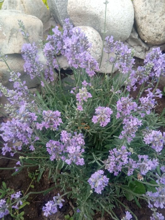 Продам лаванду. Светолюбивые