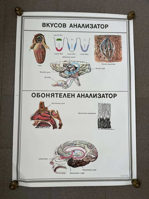 Учебни Медицински Плакати Постери