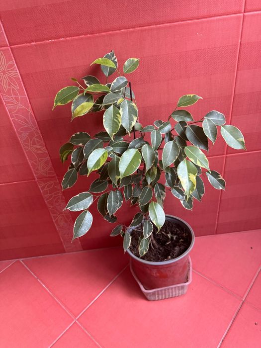 Фикус бенджамина сорт кинки