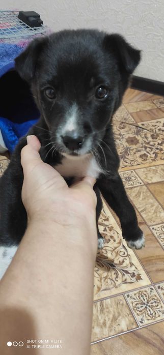 Щенок 2,5 месяца