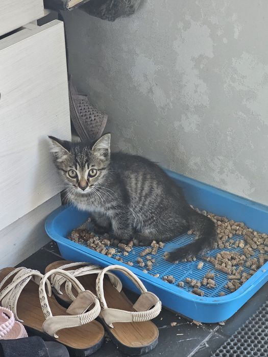 Отдам котёнка в хорошие руки