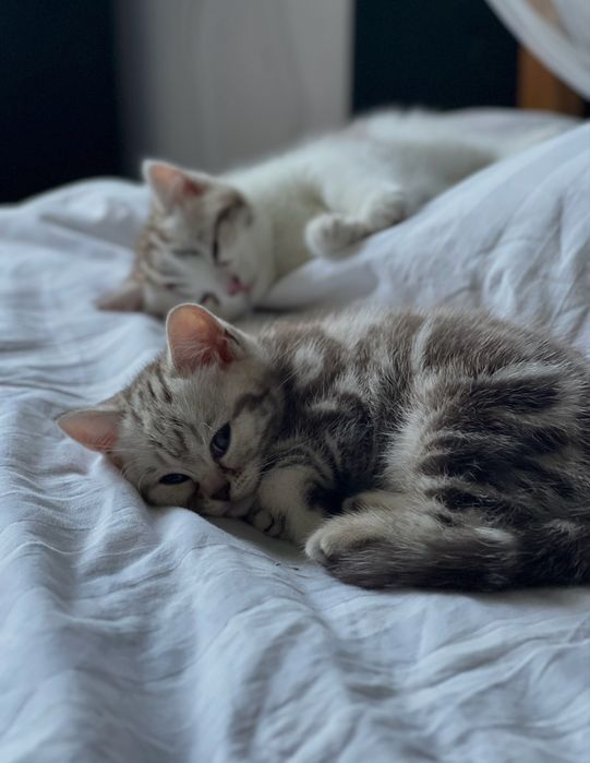 Шотландскик котята табби