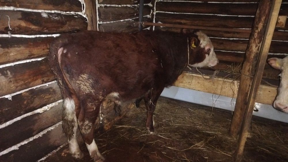 Асаламалекум 10 еркек 3 урғашы