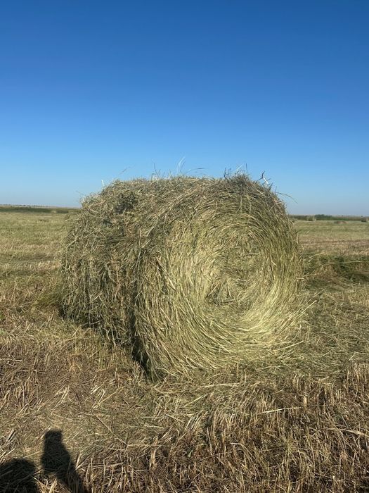 Продам сено в рулонах