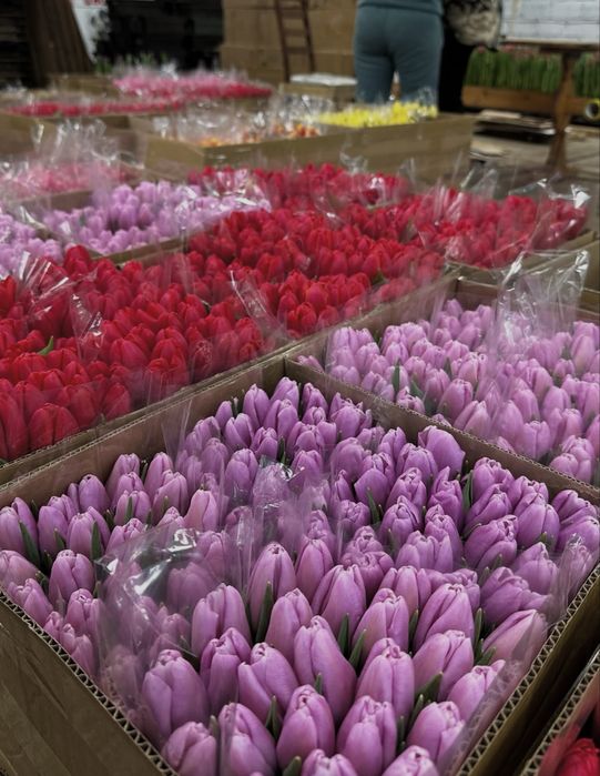 Тюльпаны банчами