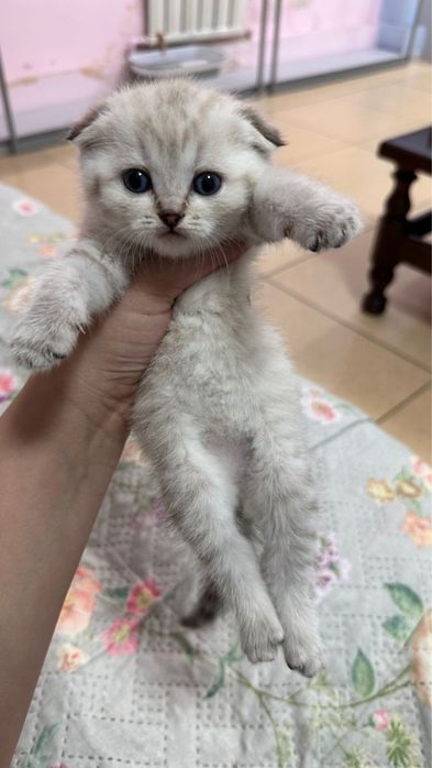 Кошка шотладская