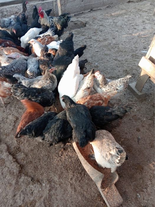 Тауық сатыладыыы