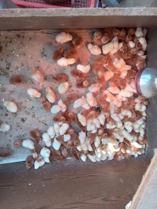 Adlerskiy joʻjalar sotiladi