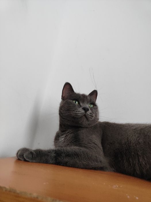 Кошка бесплатно  3 года