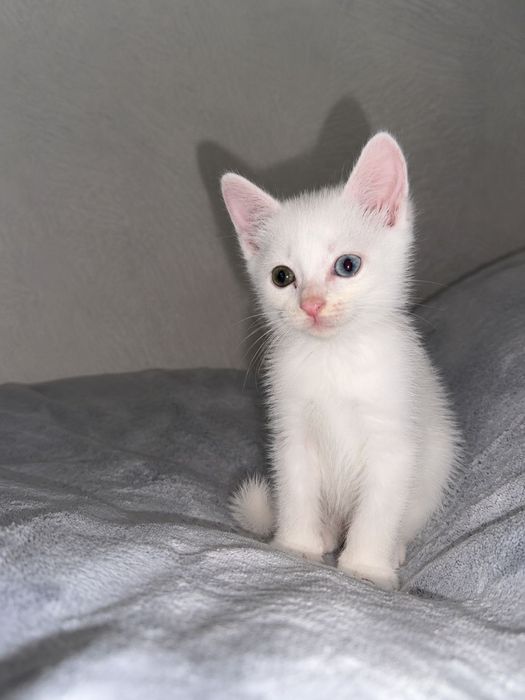 Отдам котят в хорошие руки