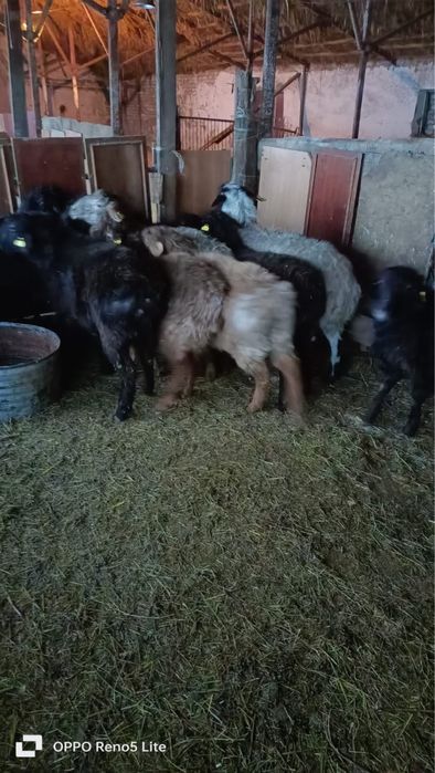 Семиз токтылар сатылады