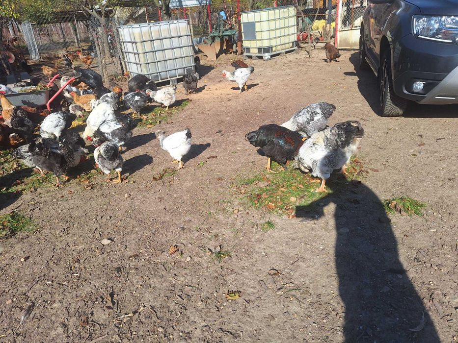 Gaini si cocosi serie 2025