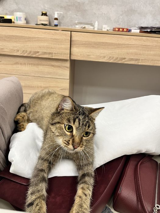 Срочно в добрые руки