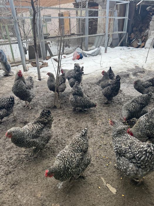 Домашние яйца! Алматы