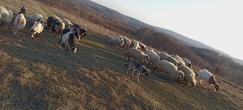 Vând perechi de oi cu miei și capre cu iezi!