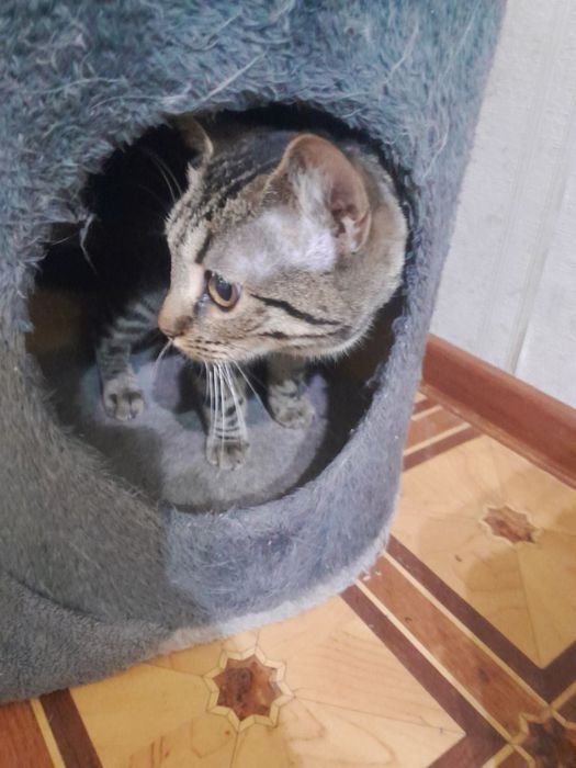 Бенгаль мушукча сотилади