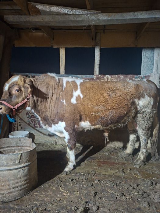 Продам откормленного быка