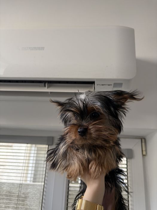 Йоркширски териери