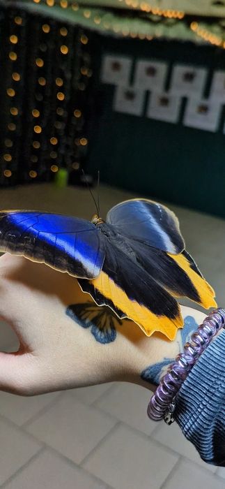 Живые Куколки Бабочки