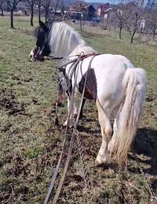 Vând ponei armasar