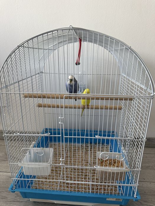 Vand papagali perusi cu colivie
