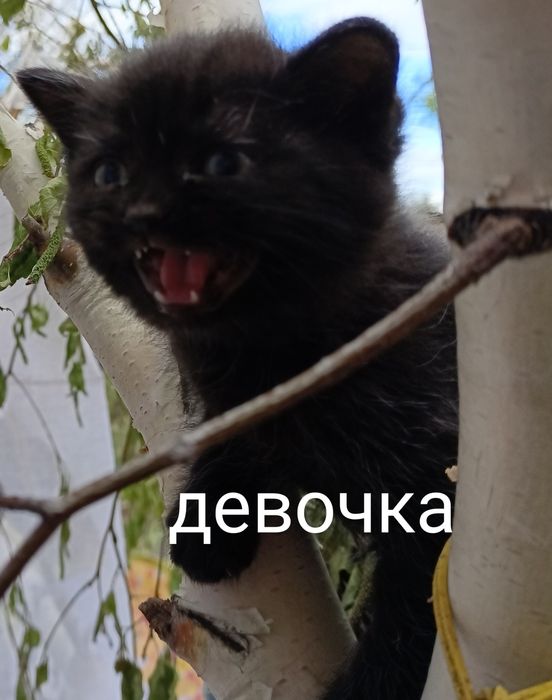 Отдам в добрые руки котят, 2 месяца