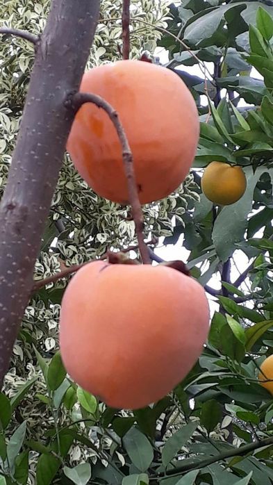 Kaki (Soiuri Diferite Rezistente la Ger )