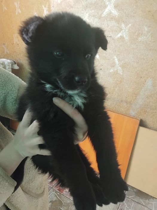 Отдам маленького щеночка