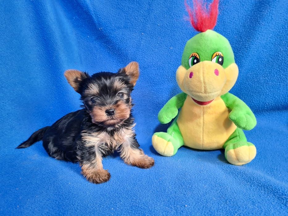 Йоркширский терьер