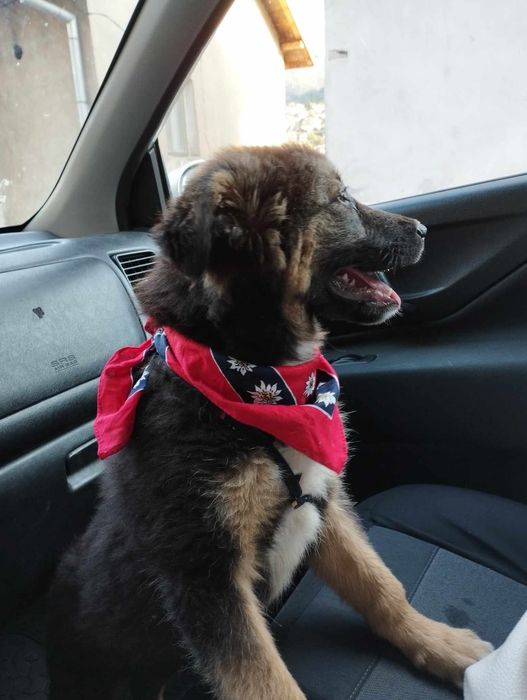 Женско кученце търси дом