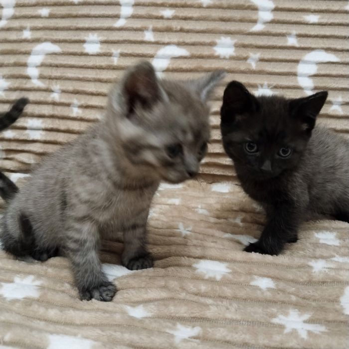 Отдам котят.Бесплатно