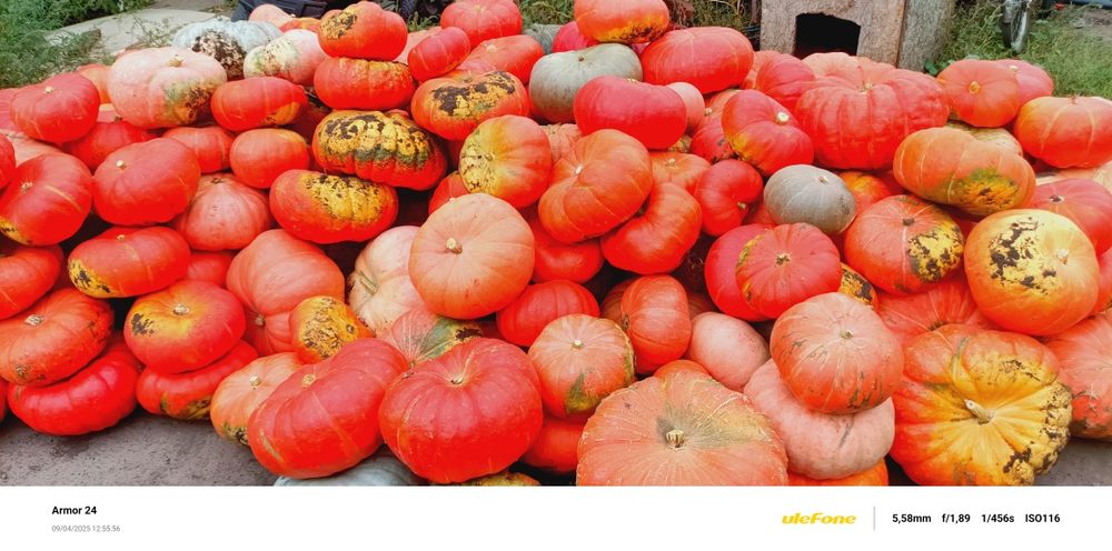 Продам тыкву с огорода