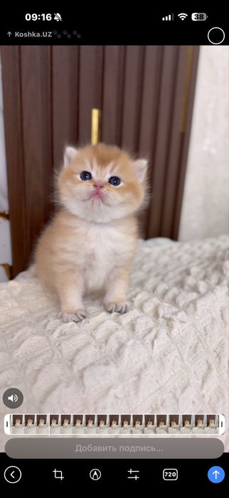 Золотая шиншилла! Чистокровные Британцы.