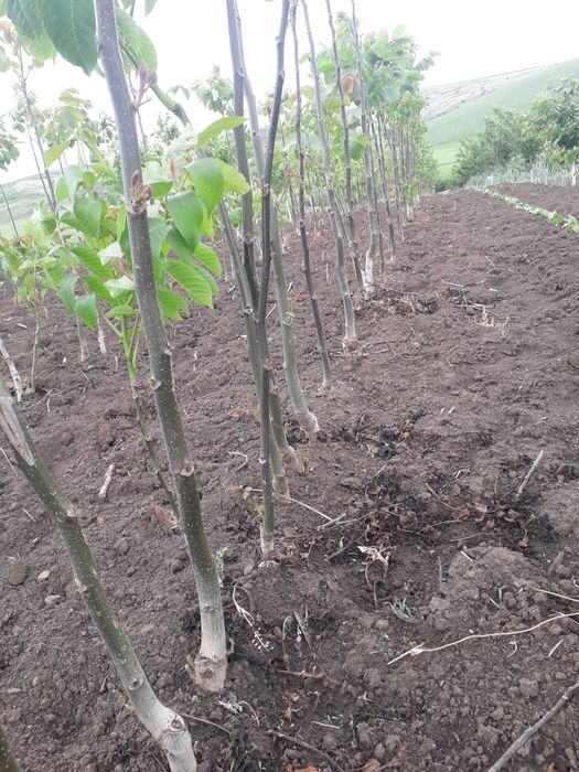 Puieti de nuc certificat