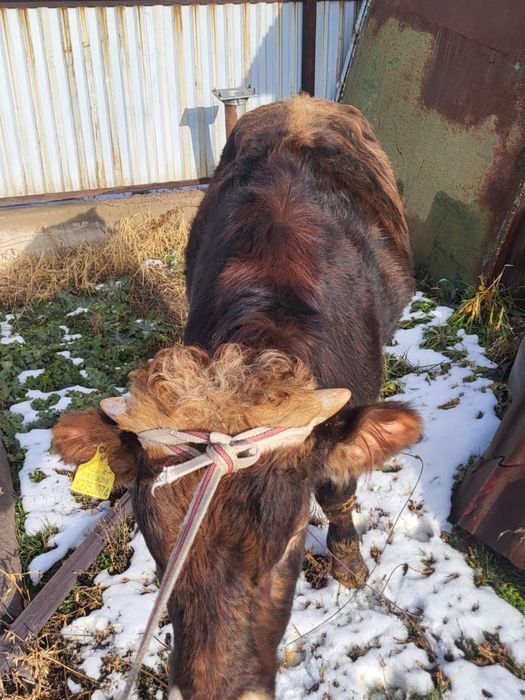 Продам хорошего бычка