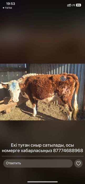 Продается корова,со вторым отелом