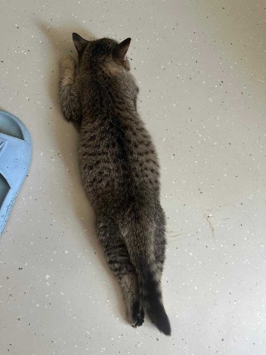 Чудная девочка ищет дом