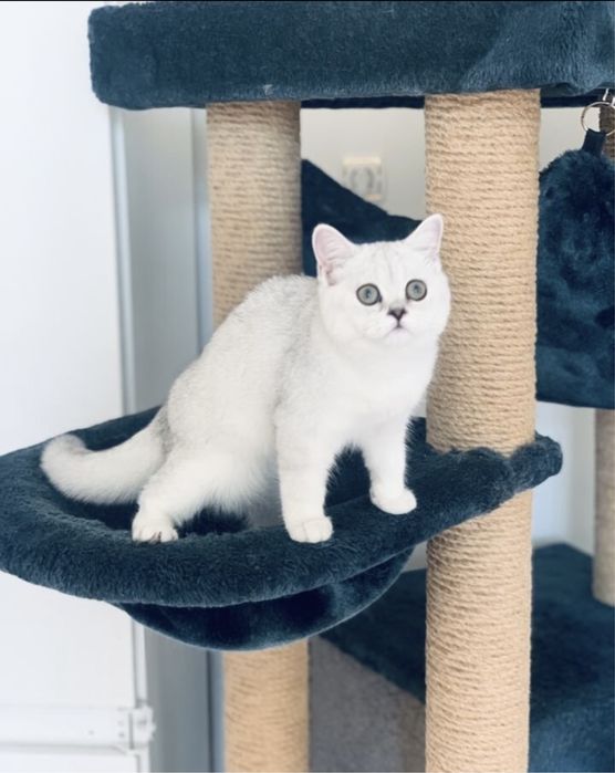 Британские котята серебристая шиншилла
