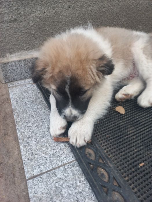 Donez metis-ciobanesc