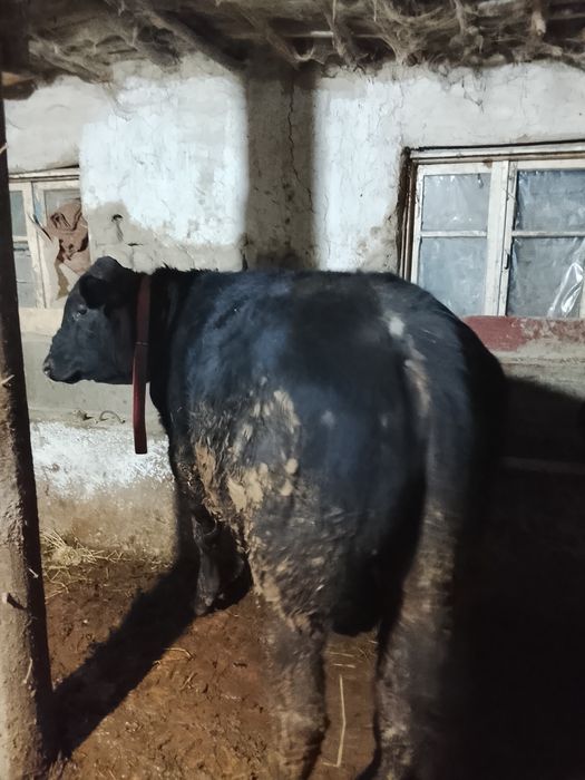 Иккита мол ангус сотилади