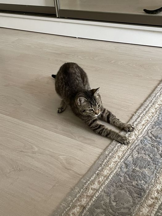 Кошка бесплатно кот