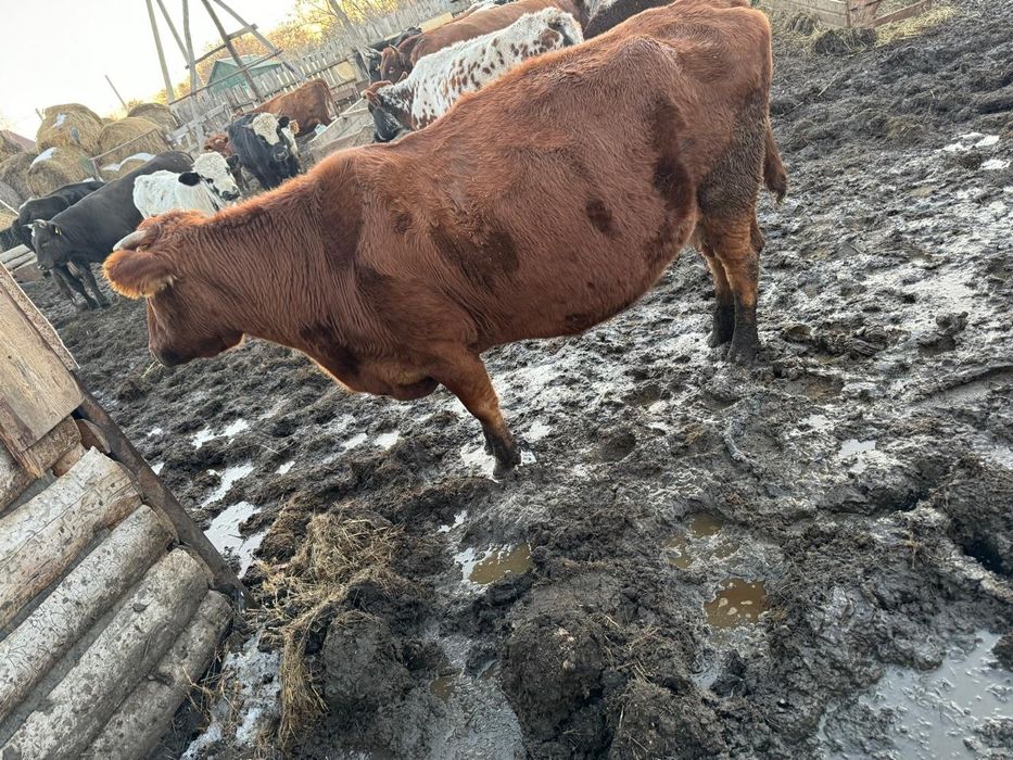 Продам стельную корову