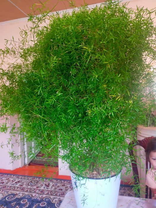 Гулдер Түркістан қаласында