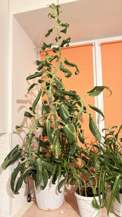 Продам каланхоэ дегремона высота 1,20