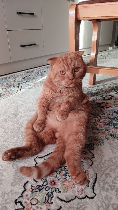 Mushuk sotiladi skottish fold