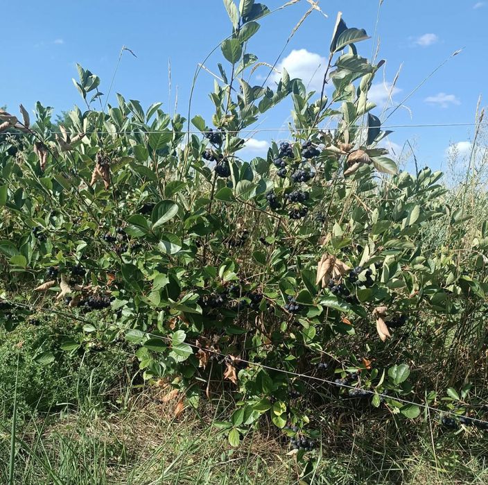 Fructe de aronia