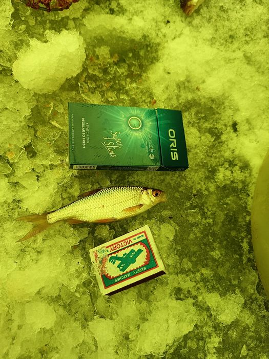 Продам живца. Сорга. Омега