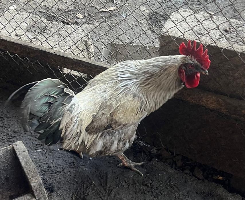 Продам домашних петухов