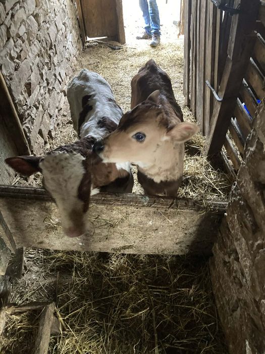 Продавам две мъжки  телета